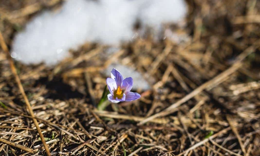 Jak celebrować nadejście wiosny nad Ostrowem Wielkopolskim: Praktyczne wskazówki na pierwszy dzień wiosny